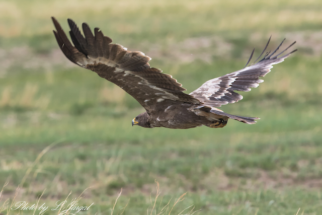 Хээрийн бүргэд (Aquila nipalensis)